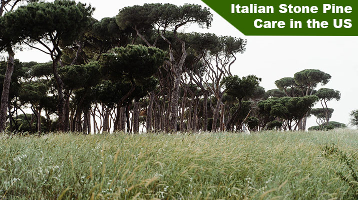 Italian Stone Pine Tree Care